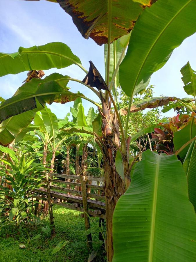 فندق Banana Grove إل نيدو المظهر الخارجي الصورة