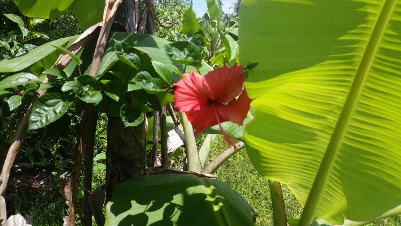 فندق Banana Grove إل نيدو المظهر الخارجي الصورة
